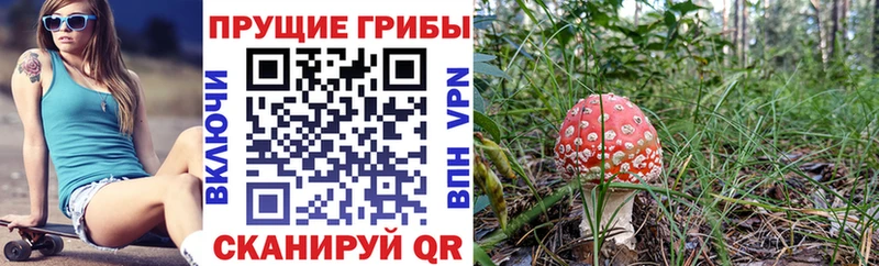 закладка  Новая Ладога  Галлюциногенные грибы Cubensis 